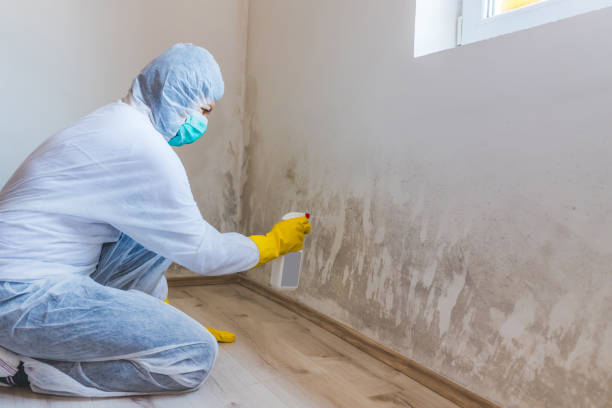 Mold Remediation specialist working in Bellwood